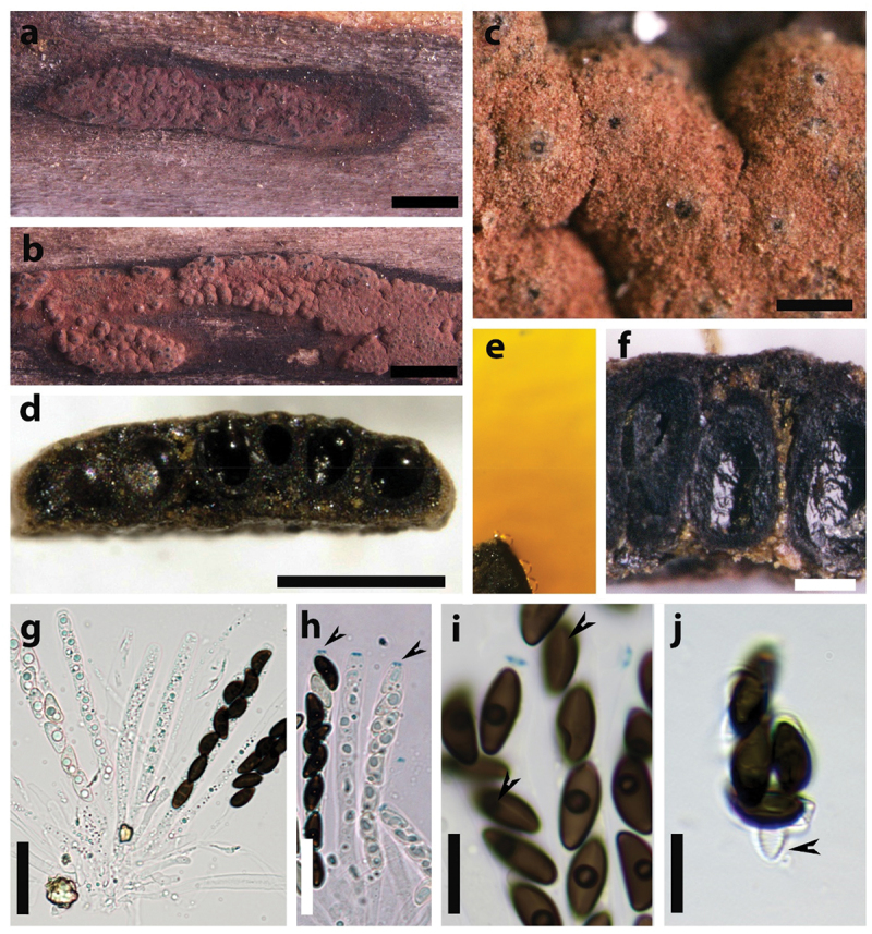 Hypoxylon perforatum epitype: stromata, ostioles, perithecia, KOH-extractable pigments, asci and ascospores