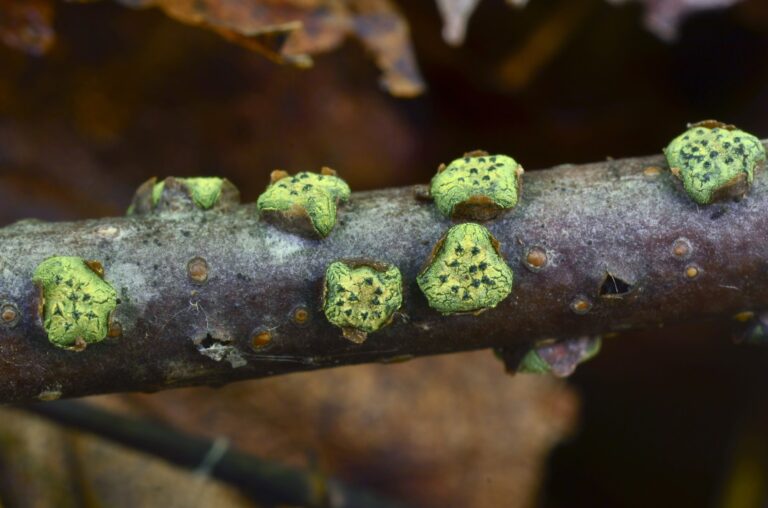 Diatrype virescens