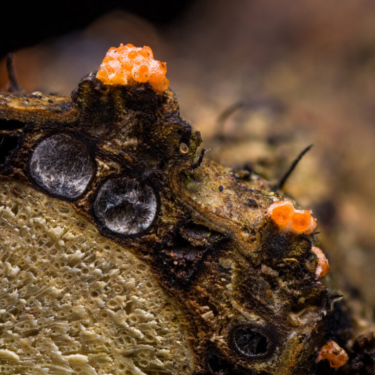 Flammocladiella anomiae