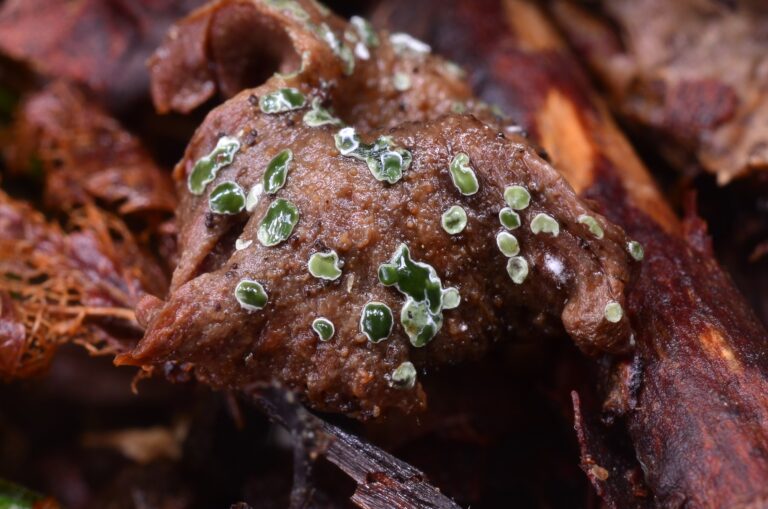 Myrothecium simplex