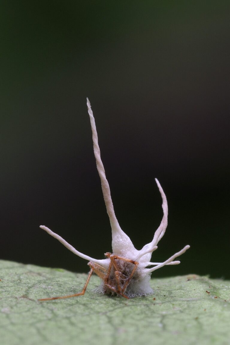 Ophiocordyceps
