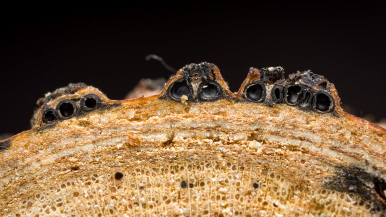 Paraeutypella vitis