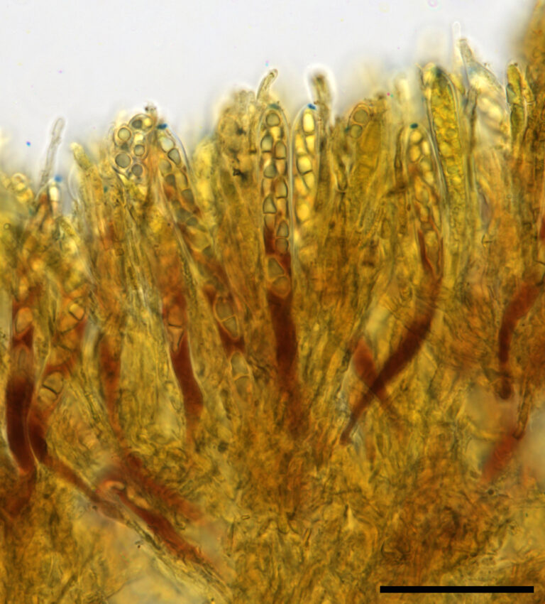 Rodwayella sessilis