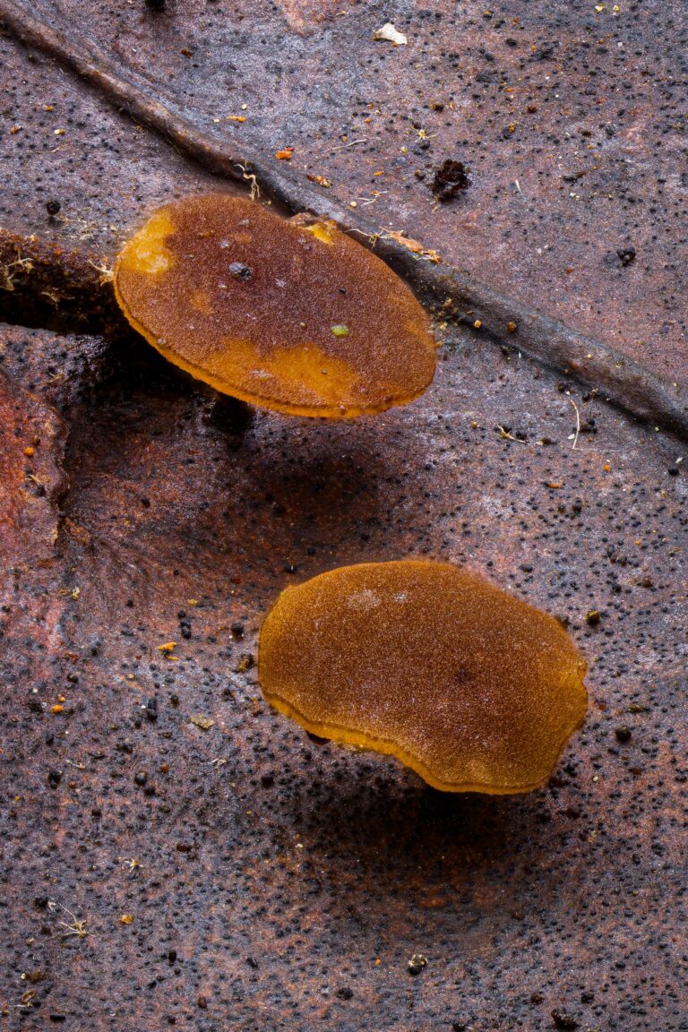 Rutstroemia