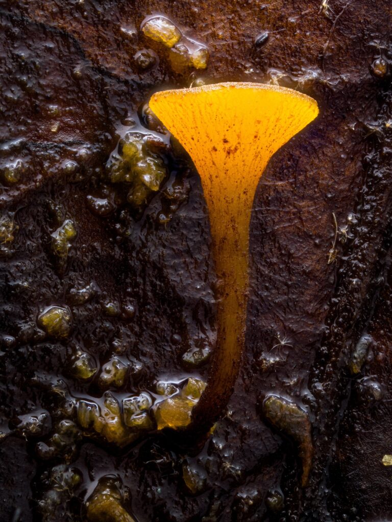 Rutstroemia