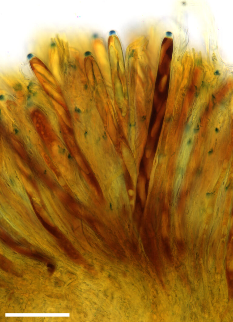 Tatraea sp. 'PA01'