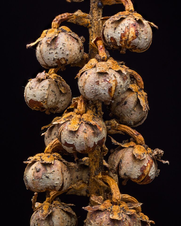 Neovaginatispora fuckelii